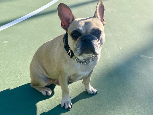 Spring Valley High Welcomes Therapy Dog Zero for Student Support